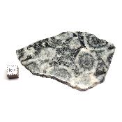 Diorite Orbiculaire Plaque 0115