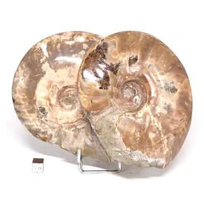 Ammonite Nacrée Entière 0143