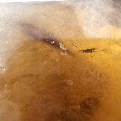 Citrine Naturelle Qualité "EE" Pointe Unique Polie 14496