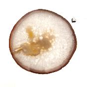 Agate Plaque Fine 14844