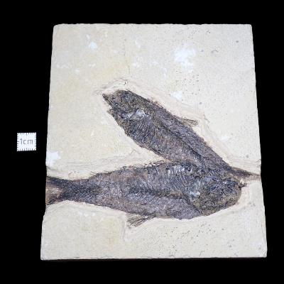 Poisson Fossile n°156