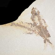 Poisson Fossile n°165