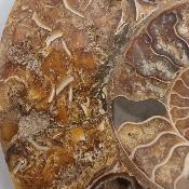 Ammonite Clinoviceras Nacrée Sciée Paire 20336