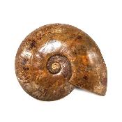 Ammonite Nacrée Entière 20337