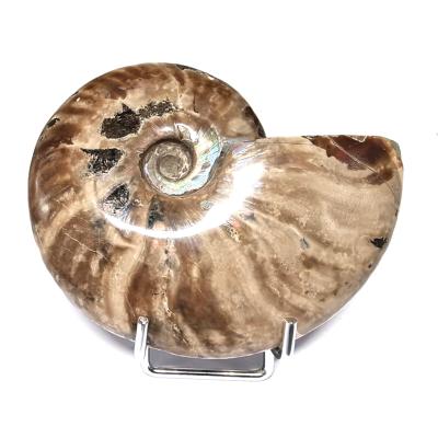 Ammonite Nacrée Entière 20342