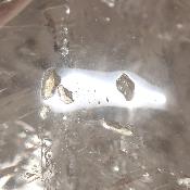 Cristal de Roche Crâne 2160