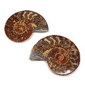 Ammonite sciée 2330