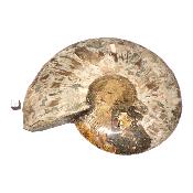 Ammonite sciée 3047