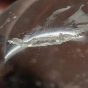 Cristal de Roche Boule Qualité E 3075