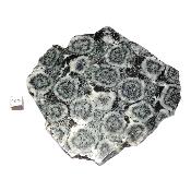 Diorite Orbiculaire Plaque 0121