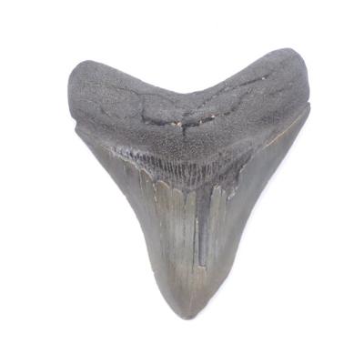 Dent de Mégalodon -Numéroté(e)s