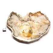 Bois Fossile Plaque 0139