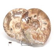 Ammonite Nacrée Entière 0143