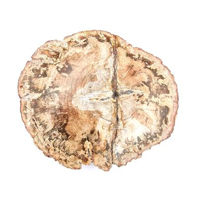 Bois Fossile Plaque 14425