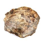 Bois Fossile Plaque 14439