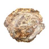 Bois Fossile Plaque 14439