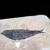 Poisson Fossile n°151