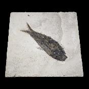 Poisson Fossile n°154
