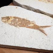 Poisson Fossile n°166