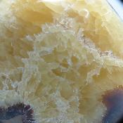 Septaria Forme Libre 20000