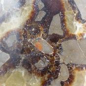 Septaria Forme Libre 20005