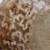 Ammonite Clinoviceras Nacrée Sciée Paire 20335