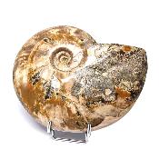 Ammonite Nacrée Entière 20348