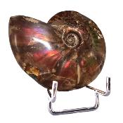 Ammonite Nacrée Entière 20352