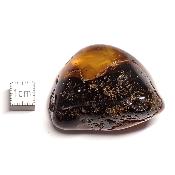 Ambre de la Baltique morceau poli 2039