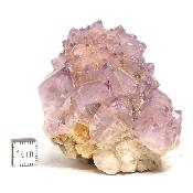 Cristal Cactus Brute 2053