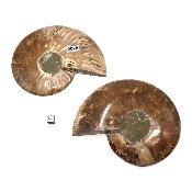 Ammonite sciée 2078