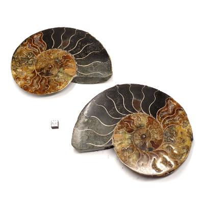 Ammonite sciée 2328