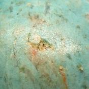 Chrysocolle boule 2803