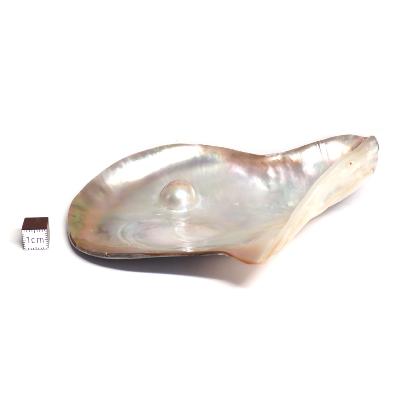 Coquille de Nacre