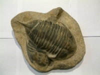 Fossile - Numrot(e)s