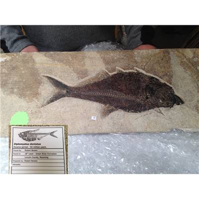 Poisson Fossile n°10