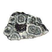 Diorite Orbiculaire Plaque 0113