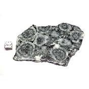 Diorite Orbiculaire Plaque 0123