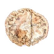 Bois Fossile Plaque 14425