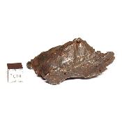 Météorite Sidérite Sikhote-Alin 15184