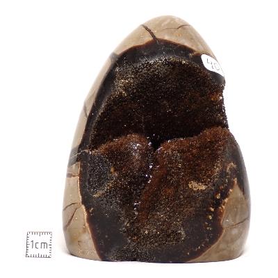 Septaria Forme Libre 15697