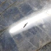 Labradorite Forme Libre 15848