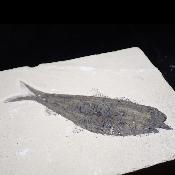 Poisson Fossile n°161