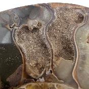 Ammonite Clinoviceras Nacrée Sciée Paire 20328