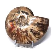 Ammonite Nacrée Entière 20340