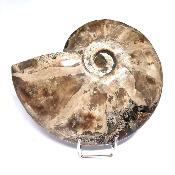 Ammonite Nacrée Entière 20346