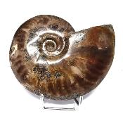 Ammonite Nacrée Entière 20351