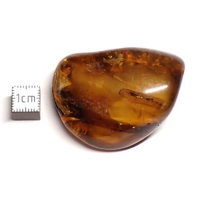 Ambre de la Baltique morceau poli 2039