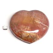 Bois Fossile Coeur 2045