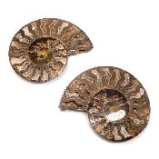 Ammonite sciée 2327